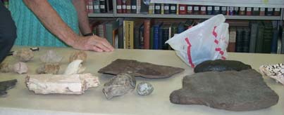 some fossils from Kim's program